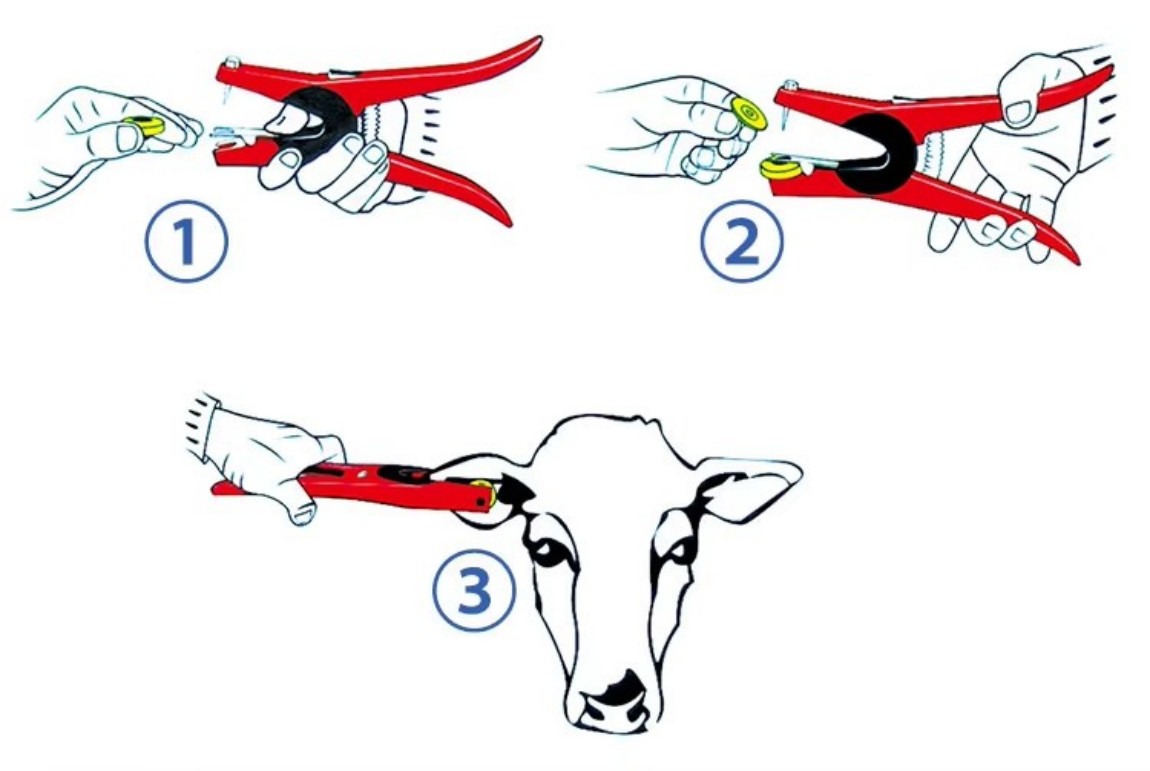 Animal ear tags (11).jpg