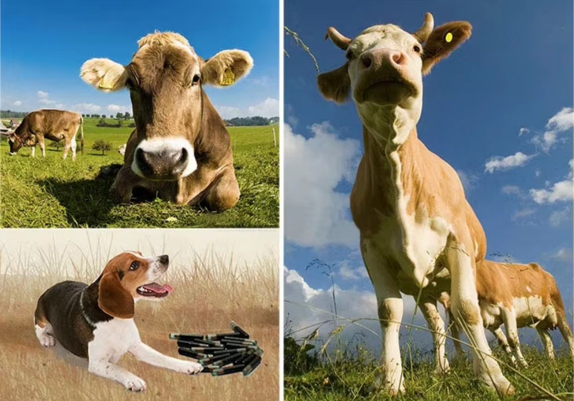 Animal ear tags (9).jpg