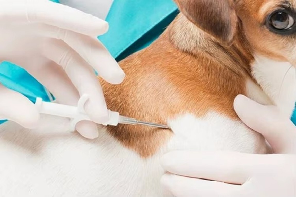 1775632496939318.jpg Pet Microchip Tag (1).jpg